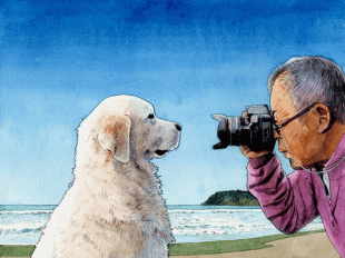 愛犬モモタロウ(イングリッシュ・ゴールデンリトリーバー)は真面目一直線で写真を撮られています。