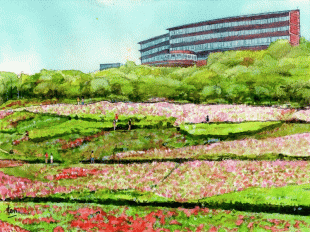 湘南国際村では約10万本のつつじが植栽され、この季節は圧倒的な景観となり「かながわ花の名所100選」にも選ばれています。