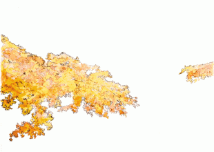 葉山 茅山荘の門前は、紅葉の名所鎌倉も青くなるくらいに見事な紅葉となります。