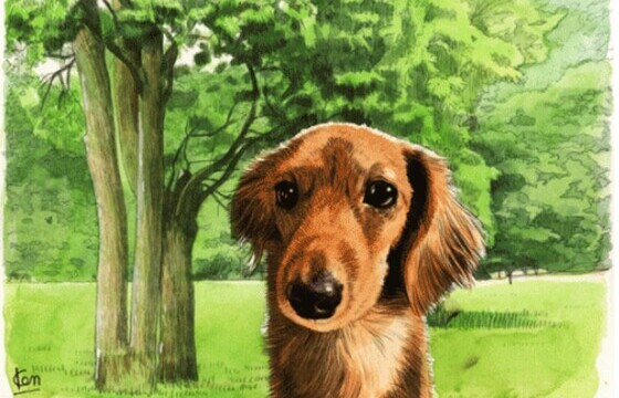 愛犬と過ごすセカンドハウスを葉山に建てたい――100坪以上の土地を探しています。